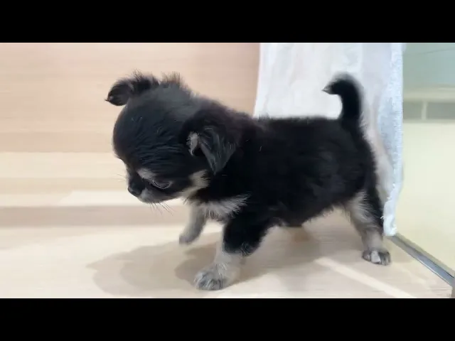 動画