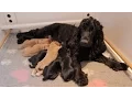 Cute Cocker Spaniel Puppies One Hour Old