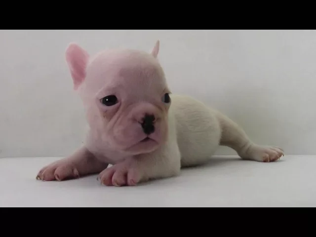 動画
