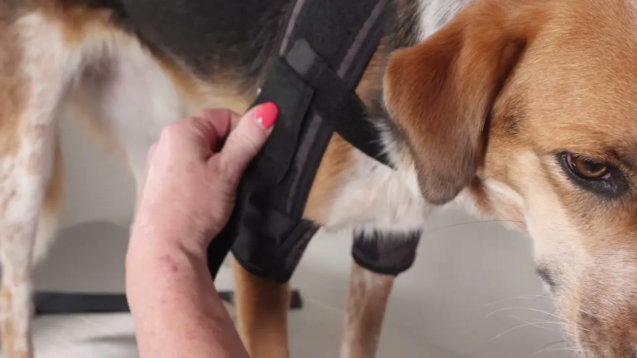 Training on how to fit a Shoulder Stabilization Brace on a dog