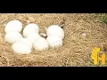 Emu bird egg prices latest global prices today -