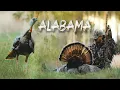 CALLING IN TWO HOT AFTERNOON GOBBLERS Alabama Turkey Hunting They came FAST