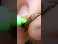 Download Lagu This is how Queen Bee is Installed in Farm.