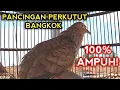 Download Lagu SUARA PANCINGAN PERKUTUT BANGKOK AGAR BUNYI - BIKIN PERKUTUT BANGKOK PADA NYAUT SEMUA.