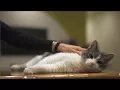 Chatting About Cats Litter Box Tips