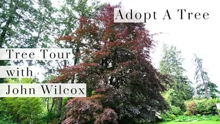 Tree Tour with John Wilcox - Episode 7 The Copper Beech