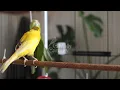 Download Lagu Faça seu canário chilrear instantaneamente com nosso melhor treinador de chilrear canário - PROVE ❗