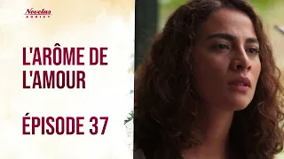 L’ARÔME DE L’AMOUR – Épisode 37 | Amour & Passion | Novelas en Français