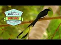 Download Lagu SUARA SRIGUNTING SIPENGUASA HUTAN GACOR, NYARING DAN MERDU