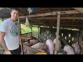 I Bought a Pig Farm in the Philippines Here s How Much Money I Make