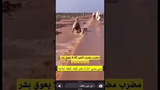 مضرب مضرب البعير الله لا يعوق بشر سيول مزاين الابل امطار ضراب 