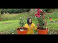 Planting Camellias In Pots