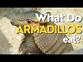 What Do Armadillos Eat Uncovering the Diet of These Fascinating Creatures