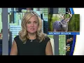 Hunting Licenses Available Online As Deer Season Approaches