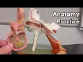 Ear Anatomy Review and Quiz