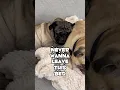 Cute Pugs Snoring Together