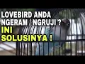 Download Lagu penyebab dan solusi lovebird ngekek ngruji ngeram