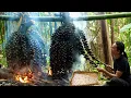 Download Lagu The Secret of Wild Palm Fruit – A Gift from the Mountains to Traditional Food