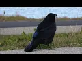 Common Raven croaking