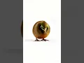 Download Lagu Kiwi turn kiwi bird