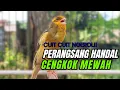 Download Lagu Kenari NGERIWIK CUIT Cuit !!! Suara PANCINGAN KENARI PAUD Belajar BUNYI | MASTERAN Kenari PAUD