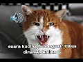 suara kucing pengusir tikus paling jitu cocok buat ngusir Tikus di Rumah kalian 100%Ampuh