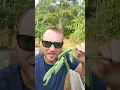 Download Lagu Avoid This Major Pest! |How to Spot a Tomato Hornworm in the Garden|