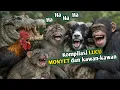 Lagu Kompilasi lucu‼️Monyet dan kawan-kawan😂#shortsfeed #funny #comedy #animals #video #kompilasilucu 