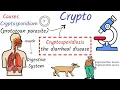 Cryptosporidiosis Causes Symptoms Life Cycle Diagnosis Treatment Prevention