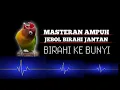 Masteran Jebol Birahi Jantan.