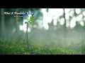Download Lagu Michael Buble - What A Wonderful World