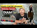 Konin gacor di rumah ketemu lawan diam ???