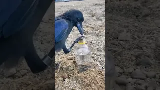 اخيرآ شفت الغراب العطشان بالحقيقه 