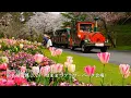 Lagu 【Hamanako Flower Expo 2024】 Kersenbloesems in volle bloei! Hamamatsu bloemenpark!