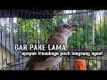 Download Lagu trucuk gacor ngalas full suara alam ampuh buat pancingan agar bunyi jadikan trucukmu gacor nyaut