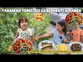 Download Lagu PANEN BANYAK TOMAT LAGI 🥰 🥰 LANGSUNG BUAT SAOS TOMAT SUPAYA TIDAK RUSAK II SUAMI MASAK MAKAN MALAM
