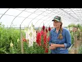 Overwinter Flowers Tunnel Snapdragons