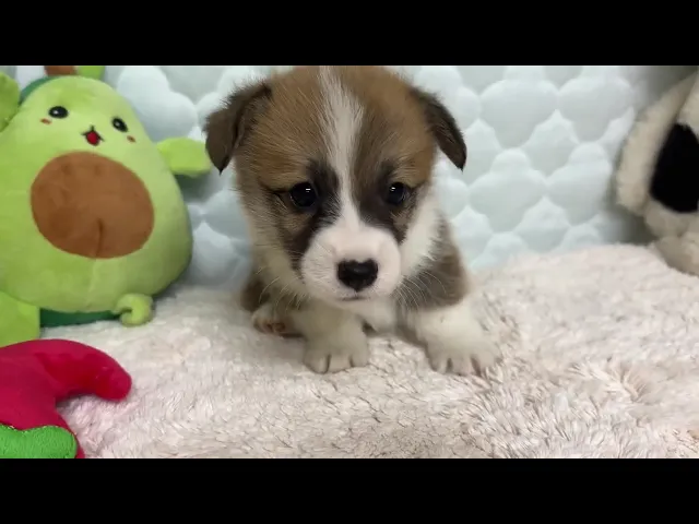 動画