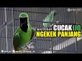 cucak ijo ngekek panjang | isian kuntilanak