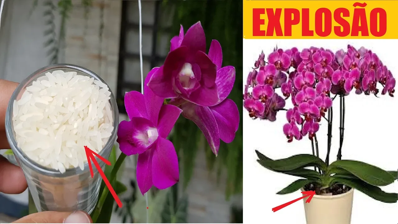 COLOQUE ARROZ NA ORQUÍDEA! (PROVA DE FOGO)