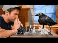 Download Lagu Testing The World's Smartest Crow