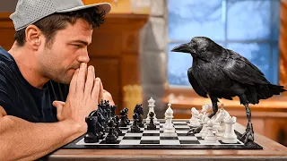 Testing The World s Smartest Crow