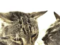 Knock Knock Head Banger Abby Tabby Cat Meme
