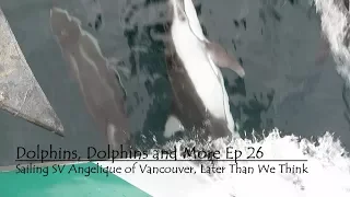 Dolphins & More Dolphins Ep 26