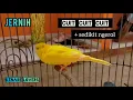 Download Lagu suara TERAPI KENARI paud dan dewasa malas bunyi- bikin cepat respon untuk berbunyi