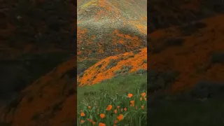 سبحان الله والحمد لله ولا اله الا الله انشودة جميلة 