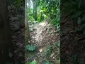 Download Lagu Sape Dayak No copyright 2021#shorts