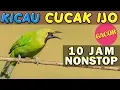 Download Lagu 10 JAM NONSTOP - SUARA KICAU BURUNG CUCAK IJO GACOR
