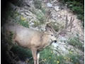 Heavy 7x8 and More Big Ones - MonsterMuleys com