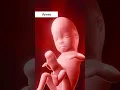 Download Lagu 👶✨ Witness the incredible journey of fetal growth.